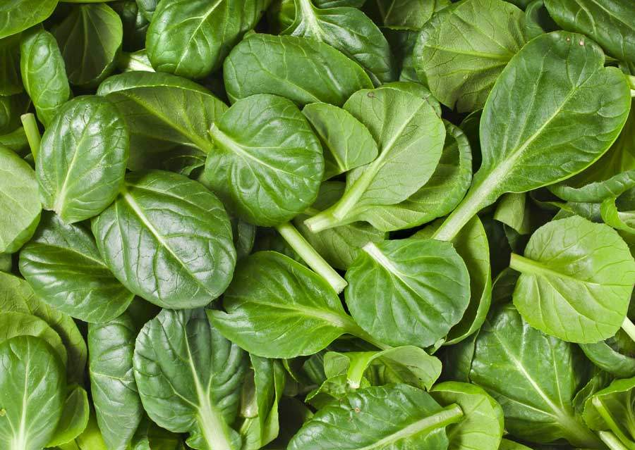 Baby Spinach, 454g Tub - Preorder