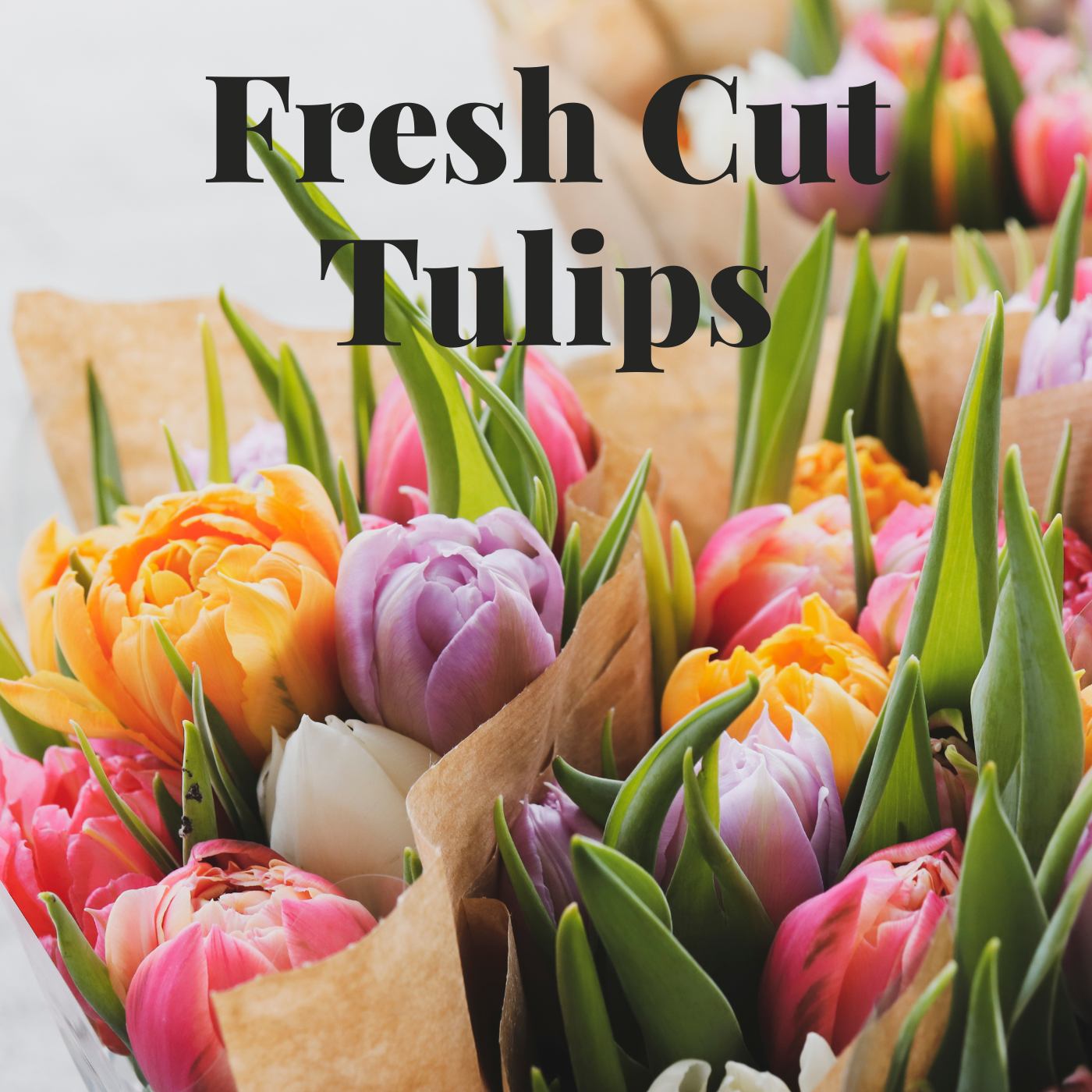 Fresh Tulips